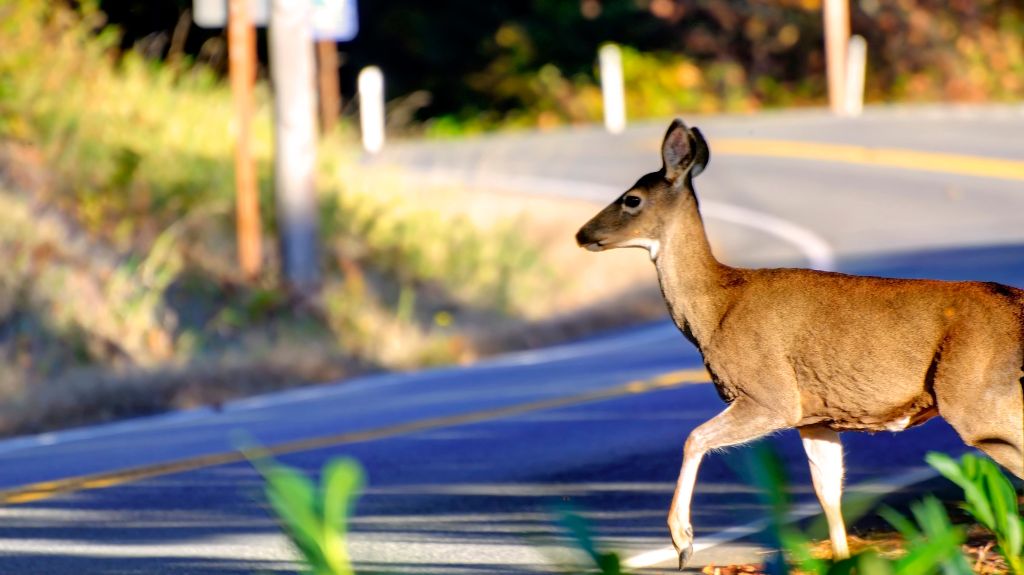 Deer Crossing